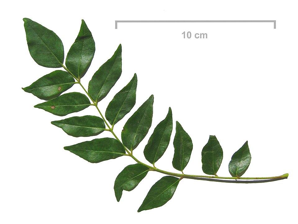 Dried curry leaves