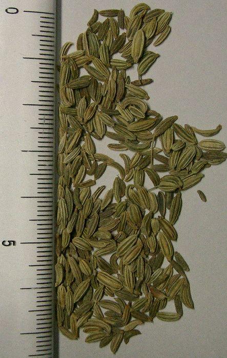Fennel seeds