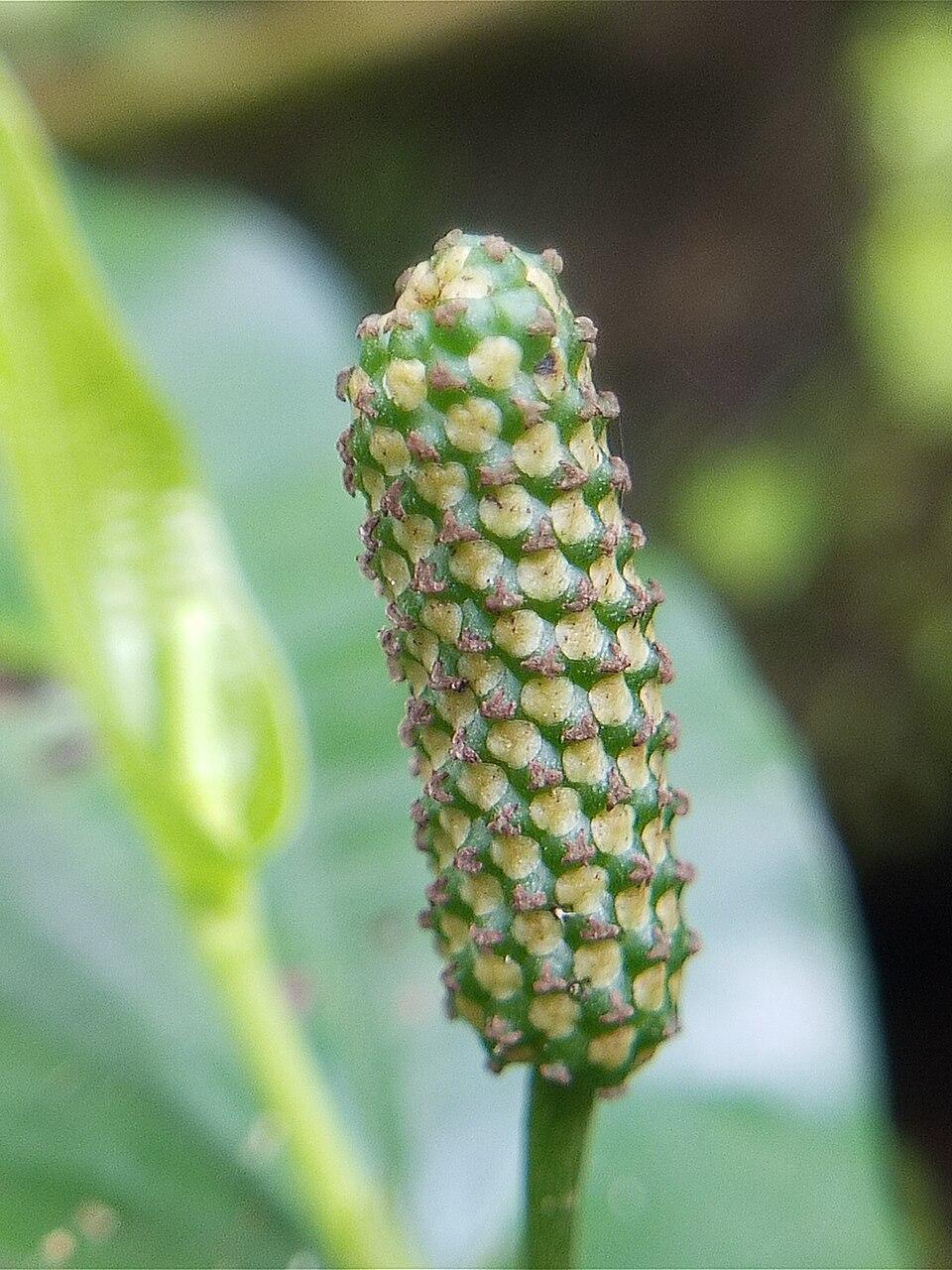 Long pepper whole