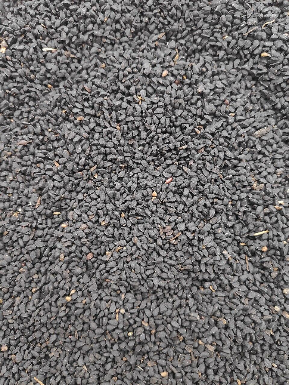 Nigella seeds