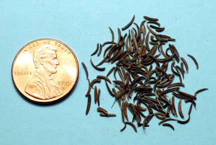 Black cumin whole