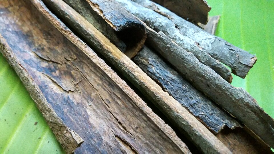 Cassia whole