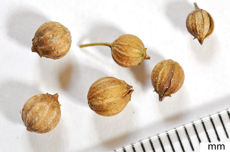 Coriander whole