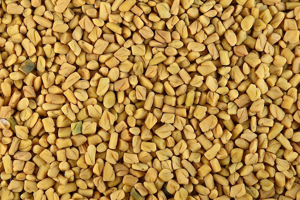 Fenugreek seeds