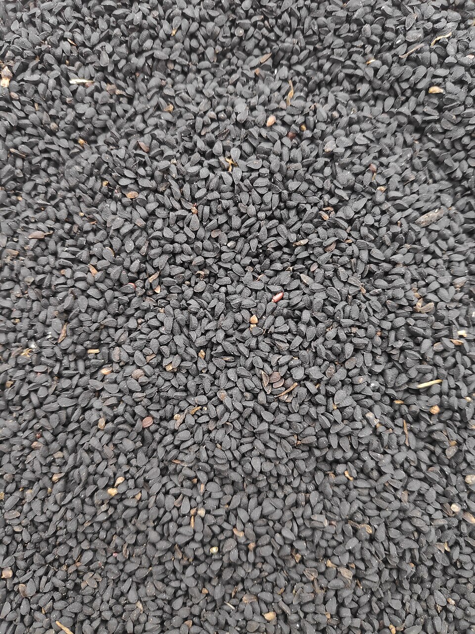 Nigella seeds