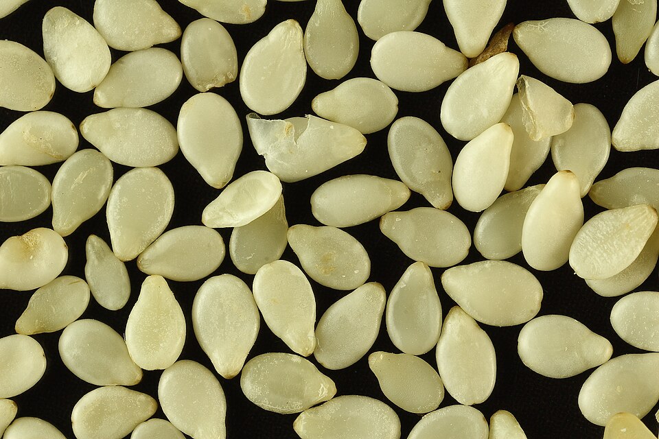 Sesame seeds — image 1 of 1